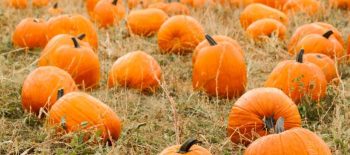 Pumpkins-in-a-field